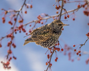 European starling with winter coloring eating red berries in tree in winter
