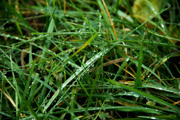 green grass nature