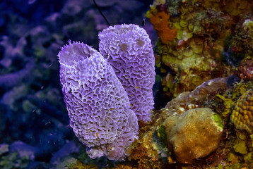 Two orange azure vase sponges