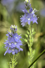Speedwell (Veronica sp.) flowering in Tuscan meadow