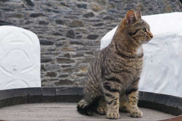 The distillery cat of a distillery on Islay sitting on an old barrel