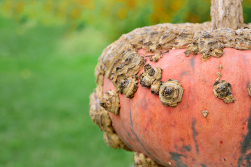 Close-up of an orange pumpkin with many growths, crusts and deposits, which look like tumors or pimples or small growths, against a green background in nature