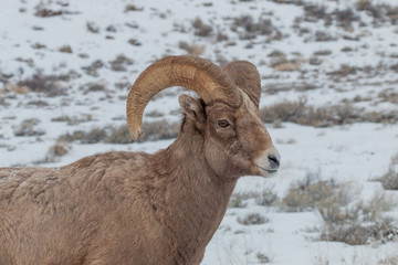 Bighorn Sheep Ram Portrait in Winter