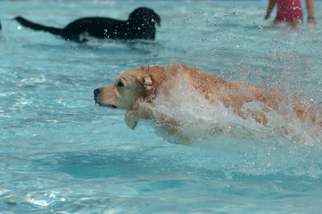 A dog runs through a swimming pool.