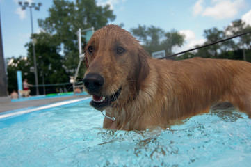 A wet golden retriever stands in a swimming pool.
