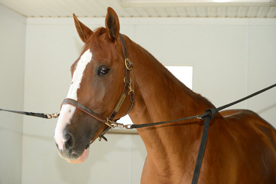 Large chestnut horse with white markings in cross ties in shower and grooming stall