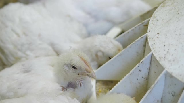 White broiler chicken at the poultry farm