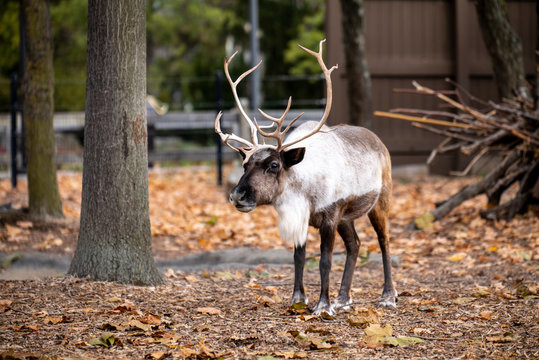 Raindeer in zoo
