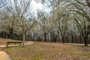 White flowering trees in a park