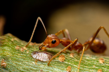 Close up Red Weaver ant is stick on the branches