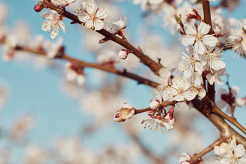 Close-up of a branch of blossomed apricots: spring time concept