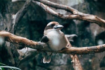Fototapeta premium bird on a branch