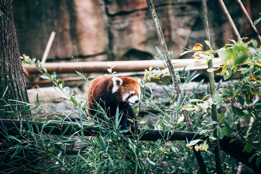 Red Panda