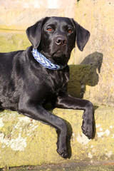 Junger schwarzer Labrador Hund liegt auf einer Treppe