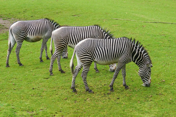 Fototapeta na wymiar Three Zebras eating grass