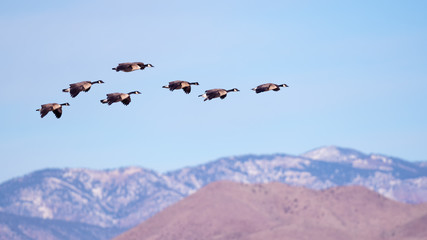 Fototapeta na wymiar Canada Geese Flying in Clear Sky