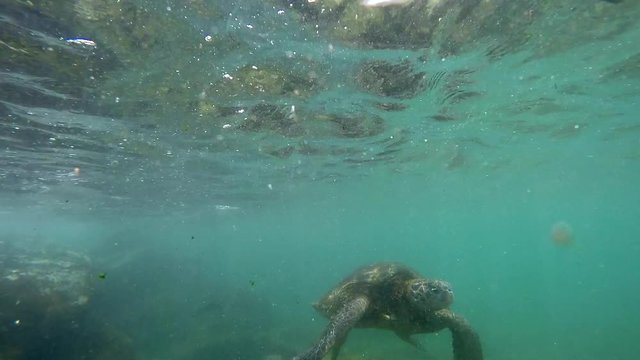 Turtle Marin Environment Snorkeling Underwater Lucia's Dream #6a Ho&lsquo;okipa Maui in Hawaii HI USA - OGG