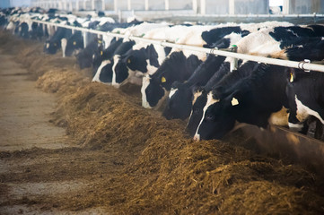 Cows in a farm. Dairy cows