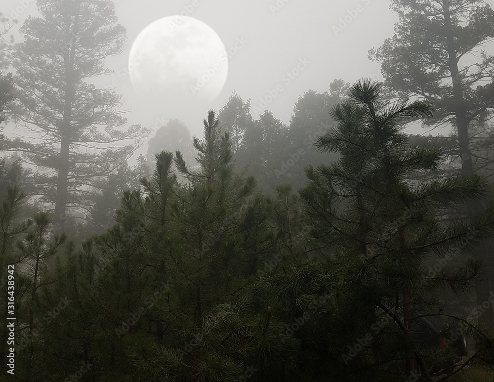 Wall mural trees in fog with moon