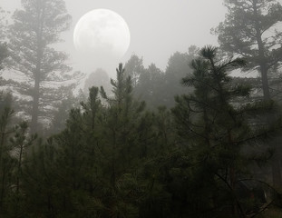 Trees in fog with moon