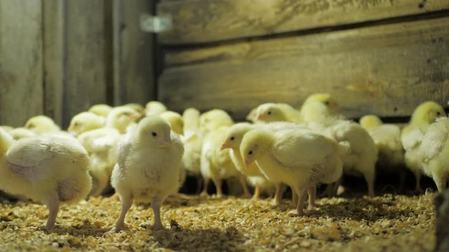 Broiler chicken chicks at the poultry farm