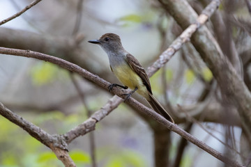 Ein freigestellter Kurzschopf-Tyrann sitzt in der Seitenansicht auf einem Ast