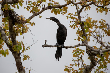 Eine freigestellte Olivenscharbe frontal auf einem Ast sitzend vor bewölktem Himmel