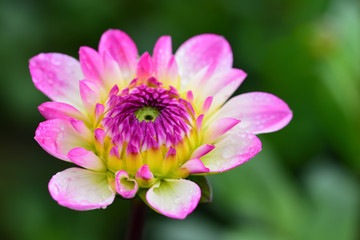 Close-up of a blooming dahlia from above with drops of water against green background in nature