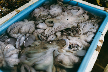 Octopus selling in the fish market in Kedonganan - Passer Ikan, Jimbaran beach Bali
