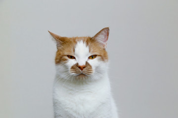 Fototapeta na wymiar Red domestic cat on a light background. Portrait of a pet.