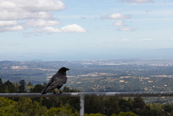 A crow taking in the view of San Francisco and the Bay Area.