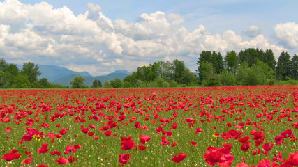 AERIAL: Spectacular view of the countryside colored red by blossoming flowers.