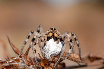 Close up Spider's nest,   Cobweb spider. They started making silk to protect their bodies and their eggs.