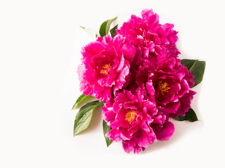 Peonies isolated on a white background. Top view. Pink peonies with copy space for text.