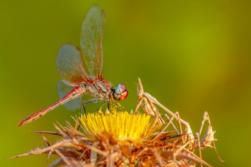 Macro shots, showing of eyes dragonfly and wings detail. Beautiful dragonfly in the nature habitat.