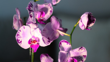 Orquídeas para interiores floreciendo. Fotografía macro de flores y planta iluminadas artificialmente en interiores. 
