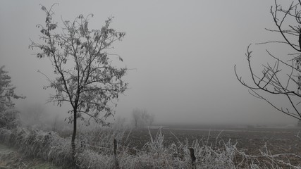 Foggy winter country side road with frost bitten trees