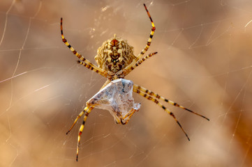 Beautiful spider feasting grasshopper on a spider web . Macro photo.