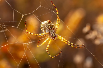 Beautiful spider feasting grasshopper on a spider web . Macro photo.