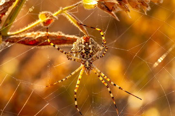 Beautiful spider feasting grasshopper on a spider web . Macro photo.