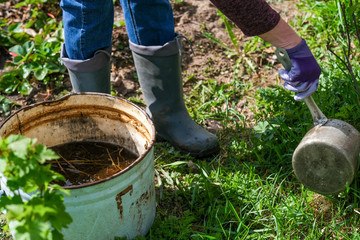 gardener working in garden