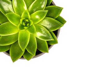echeveria green succulent white background copy space
