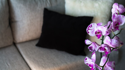 Orquídeas fucsias en primer plano, sofa moderno y confortable detrás. Decoración para interiores. Luz día en la escena