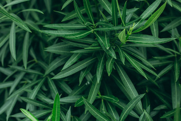 Oleander leaves stock photo background