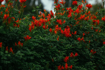 Cape honeysuckle (Tecoma capensis) close-up view