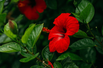 Hawaiian red hibiscus stock photo - obrazy, fototapety, plakaty
