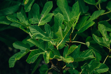 Green flower fleshy leaves background