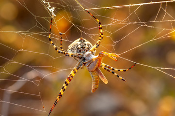 Beautiful spider feasting grasshopper on a spider web . Macro photo.