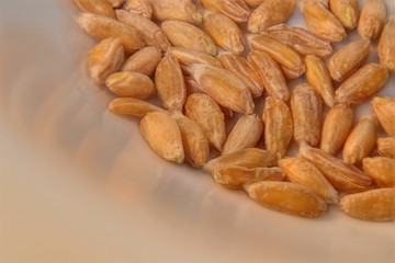 Dinkelkörner Vollkorn Makro Detail
