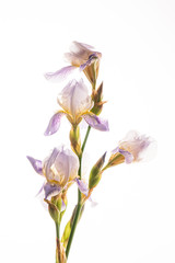 iris flower on the white background